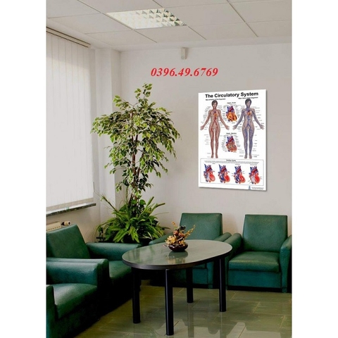 TRANH GIẢI PHẪU HỆ TUẦN HOÀN VÀ TIM MẠCH KÍCH THƯỚC 60X90CM