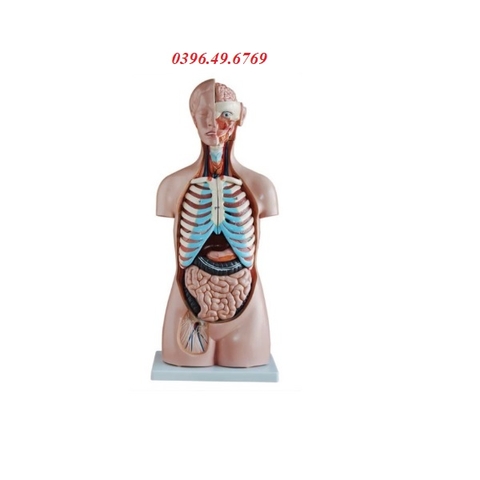 MÔ HÌNH GIẢI PHẪU NỘI TẠNG CƠ THỂ NGƯỜI- MÔ HÌNH TRUNG TÍNH KÍCH THƯỚC 85CM