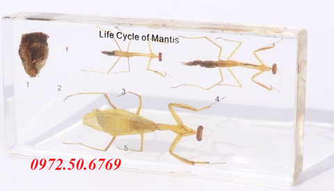 Mô hình vòng đời của con bọ ngựa (Life Cycle of Mantis)