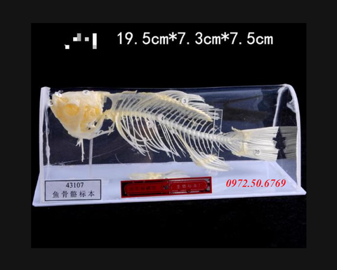 Mô hình giải phẫu xương cá