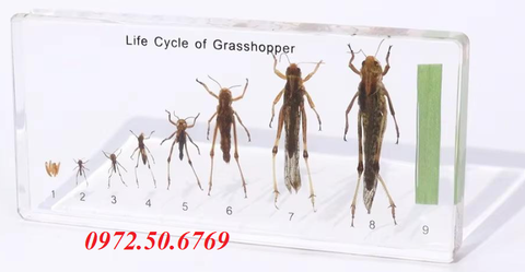 Mô hình vòng đời của con châu chấu (Life Cycle of Grasshopper)