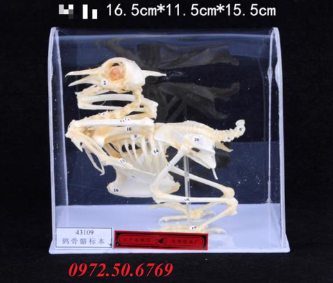 Mô hình giải phẫu xương chim bồ câu