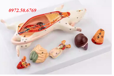 Mô hình giải phẫu chuột