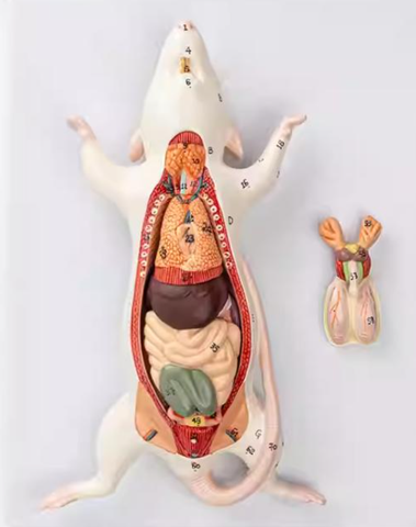 Mô hình giải phẫu chuột