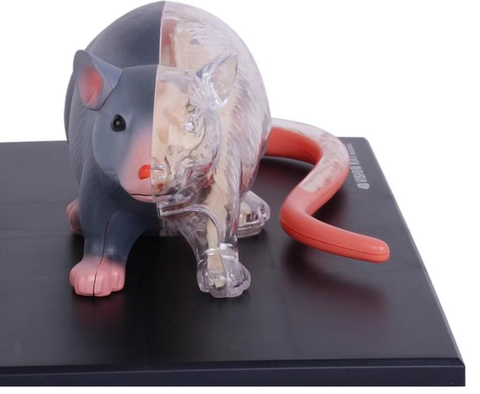 Mô hình giải phẫu chuột 4D