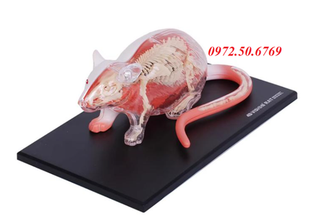 Mô hình giải phẫu chuột 4D