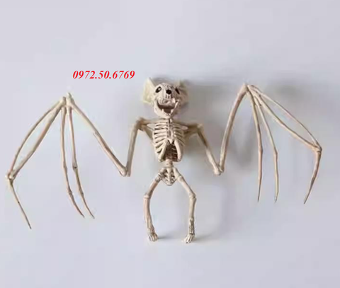 Mô hình giải phẫu bộ xương dơi