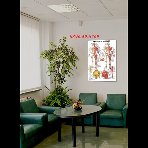 TRANH GIẢI PHẪU HỆ CƠ XƯƠNG TOÀN THÂN NGƯỜI KÍCH THƯỚC 60 X 90CM