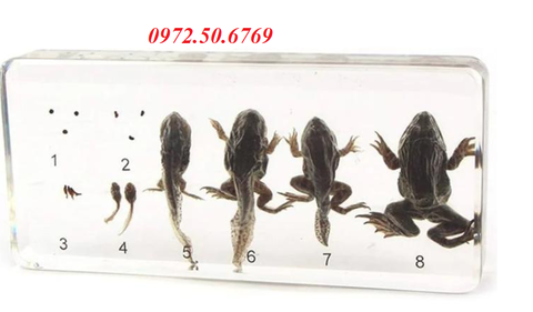 Mô hình vòng đời phát triển của con ếch (Life Cycle of Frog)