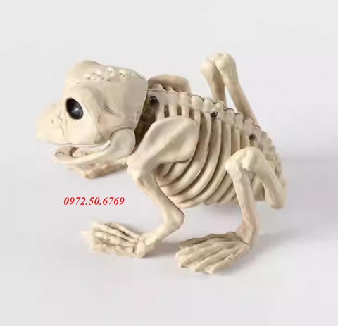 Mô hình giải phẫu bộ xương ếch