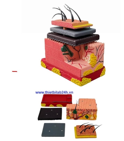 Mô hình giải phẫu da 4D, cấu trúc nang tóc