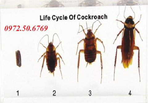 Mô hình vòng đời phát triển của con gián (Life Cycle of Cockroach)