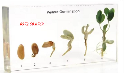 Mô hình giai đoạn nảy mầm của đậu phộng (hạt lạc)