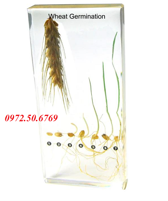 Mô hình các giai đoạn nảy mầm của hạt lúa mì.