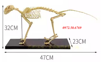 Mô hình giải phẫu bộ xương mèo
