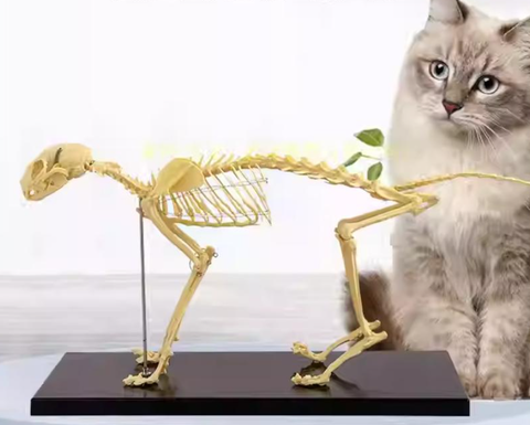 Mô hình giải phẫu bộ xương mèo