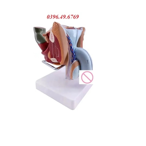 MÔ HÌNH CƠ QUAN SINH DỤC NAM CÓ ĐẾ