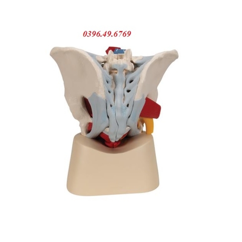 Mô hình xương chậu nam có dây chằng mạch máu và dây thần kinh 7 phần 1013282[H21/3]