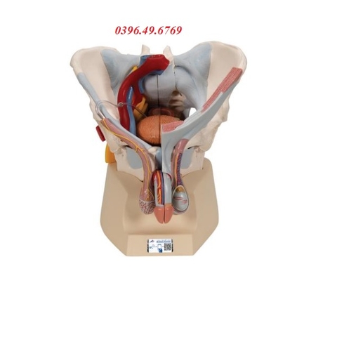 Mô hình xương chậu nam có dây chằng mạch máu và dây thần kinh 7 phần 1013282[H21/3]