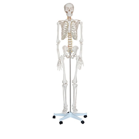 MÔ HÌNH BỘ XƯƠNG NGƯỜI CÓ DÂY THẦN KINH 180CM