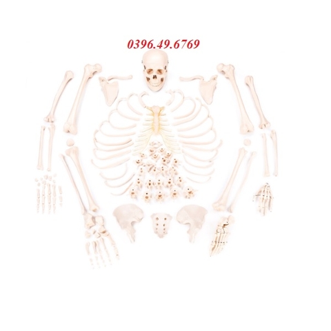MÔ HÌNH GIẢI PHẪU BỘ XƯƠNG NGƯỜI THÁO RỜI KÍCH THƯỚC THẬT