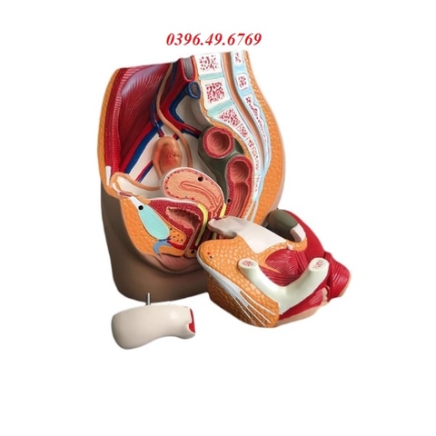 MÔ HÌNH THIẾT ĐỒ CẮT DỌC CHẬU HÔNG NAM- MÔ HÌNH GIẢI PHẪU SINH DỤC NAM