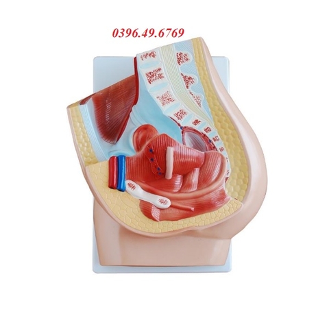 MÔ HÌNH CẮT DỌC QUA CHẬU HÔNG NỮ- MÔ HÌNH KHUNG XƯƠNG CHẬU NỮ 2 PHẦN