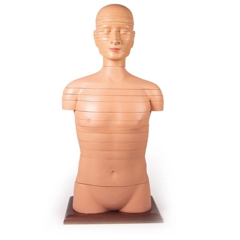 MÔ HÌNH CẮT LỚP CƠ THỂ NGƯỜI THEO CHIỀU NGANG V120 ERLER ZIMMER