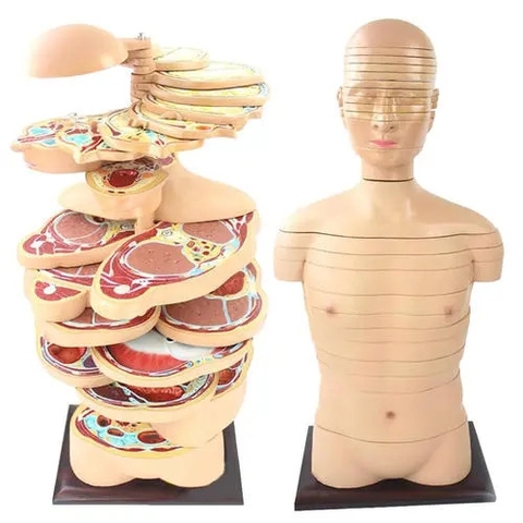 MÔ HÌNH CẮT LỚP CƠ THỂ NGƯỜI THEO CHIỀU NGANG CAO CẤP