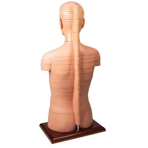 MÔ HÌNH CẮT LỚP CƠ THỂ NGƯỜI THEO CHIỀU NGANG V120 ERLER ZIMMER