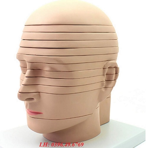 MÔ HÌNH GIẢI PHẪU CẮT LỚP ĐẦU MẶT CỔ CHỤP CỘNG HƯỞNG TỪ PHÓNG XẠ