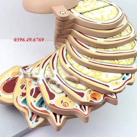MÔ HÌNH GIẢI PHẪU CẮT LỚP ĐẦU MẶT CỔ CHỤP CỘNG HƯỞNG TỪ PHÓNG XẠ