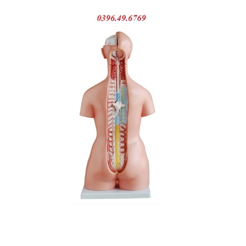MÔ HÌNH CẤU TẠO CƠ THỂ NGƯỜI 85CM 23 PHẦN THÁO RỜI