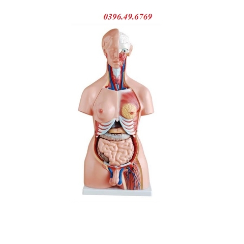 MÔ HÌNH CẤU TẠO CƠ THỂ NGƯỜI 85CM 23 PHẦN THÁO RỜI