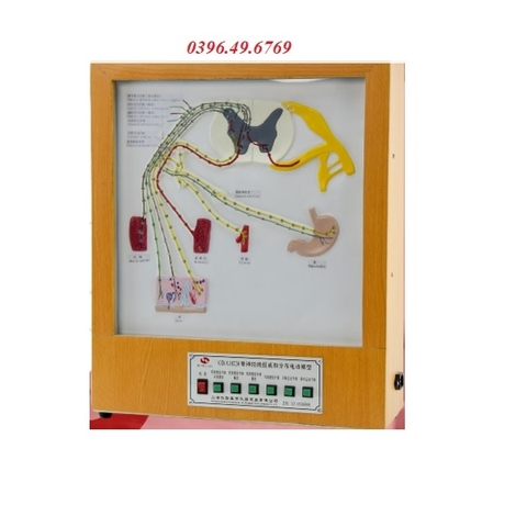 MÔ HÌNH CẤU TẠO DÂY THẦN KINH TUỶ SỐNG MODEL GD/A18224
