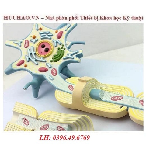 MÔ HÌNH CẤU TRÚC NEURON THẦN KINH- MÔ HÌNH DÂY NEURON THẦN KINH