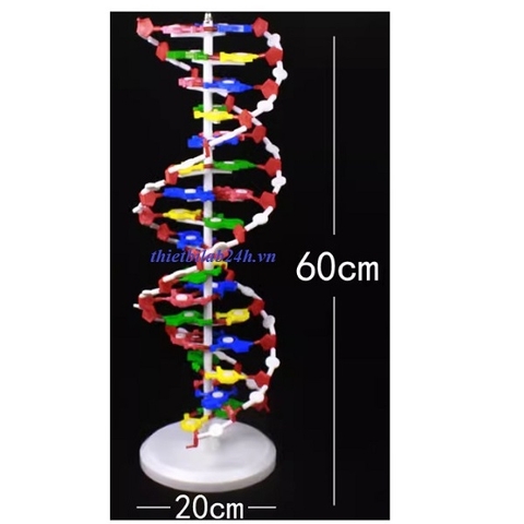 MÔ HÌNH CẤU TRÚC CẤU TRÚC PHÂN TỬ DNA (ADN)