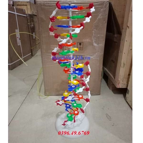 MÔ HÌNH CẤU TRÚC CẤU TRÚC PHÂN TỬ DNA (ADN)