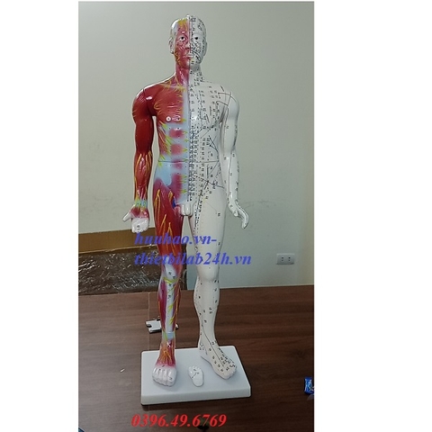 MÔ HÌNH HUYỆT VỊ CHÂM CỨU TOÀN THÂN CÓ SƠN CƠ 85CM