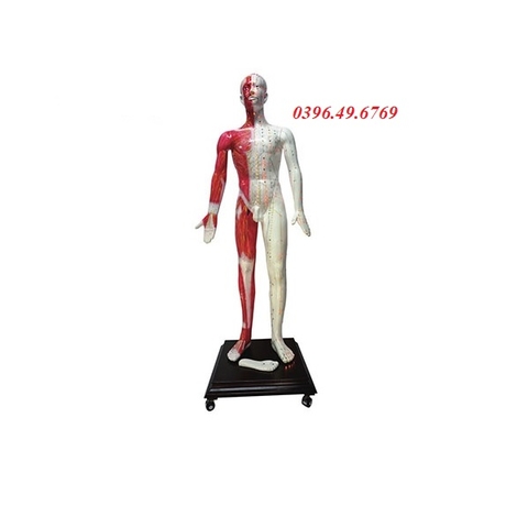 MÔ HÌNH CHÂM CỨU PHÁT QUANG ĐA PHƯƠNG TIỆN TÍCH HỢP CÔNG NGHỆ MÁY TÍNH