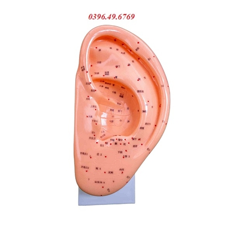 MÔ HÌNH CHÂM CỨU TAI- MÔ HÌNH HUYỆT VỊ TAI KÍCH THƯỚC 22CM GIÁ RẺ