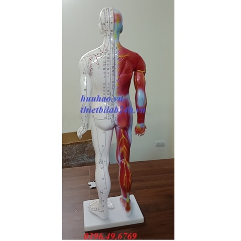 MÔ HÌNH HUYỆT VỊ CHÂM CỨU TOÀN THÂN CÓ SƠN CƠ 85CM