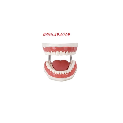 MÔ HÌNH CHĂM SÓC RĂNG MIỆNG GD/H11