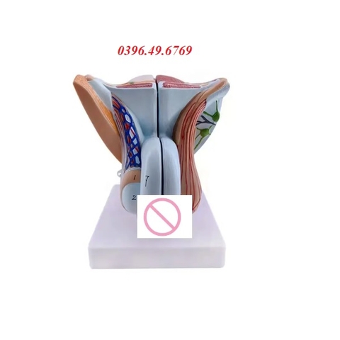 MÔ HÌNH CƠ QUAN SINH DỤC NAM CÓ ĐẾ