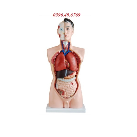 MÔ HÌNH CƠ THỂ NGƯỜI BÁN THÂN CÓ NỘI TẠNG 85CM 19 PHẦN THÁO RỜI