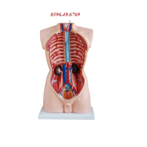 MÔ HÌNH CƠ THỂ NGƯỜI BÁN THÂN CÓ NỘI TẠNG 85CM 19 PHẦN THÁO RỜI