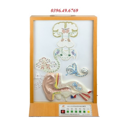 MÔ HÌNH DẪN TRUYỀN CƠ QUAN THÍNH GIÁC MODEL GD/A18218