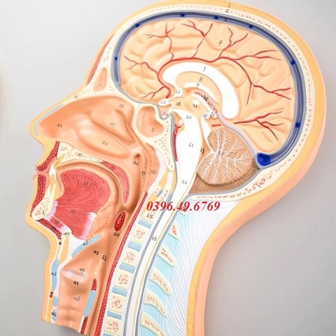 MÔ HÌNH ĐẦU BỔ DỌC- MÔ HÌNH THIẾT ĐỒ CẮT DỌC VÙNG ĐẦU CỔ- MÔ HÌNH MẶT CẮT DỌC NỬA ĐẦU