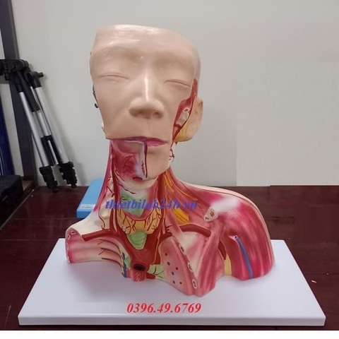 MÔ HÌNH GIẢI PHẪU ĐẦU CỔ VÀ KHOANG NGỰC CÓ MẠCH MÁU VÀ DÂY THẦN KINH
