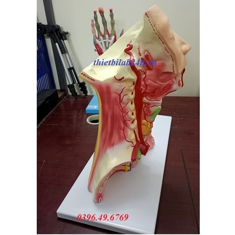 MÔ HÌNH GIẢI PHẪU ĐẦU CỔ VÀ KHOANG NGỰC CÓ MẠCH MÁU VÀ DÂY THẦN KINH